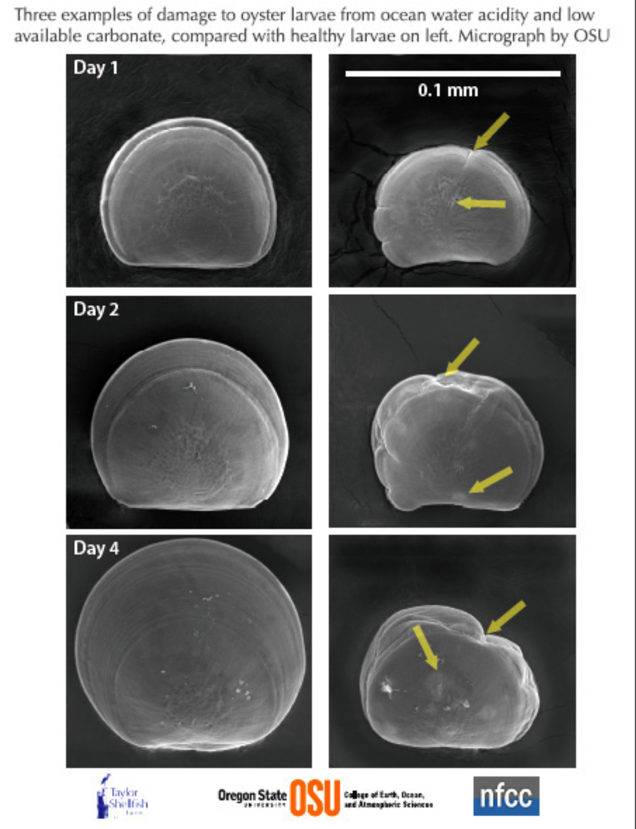 Ocean Acidification - The Other CO2 Problem - ESR - Engineers For ...
